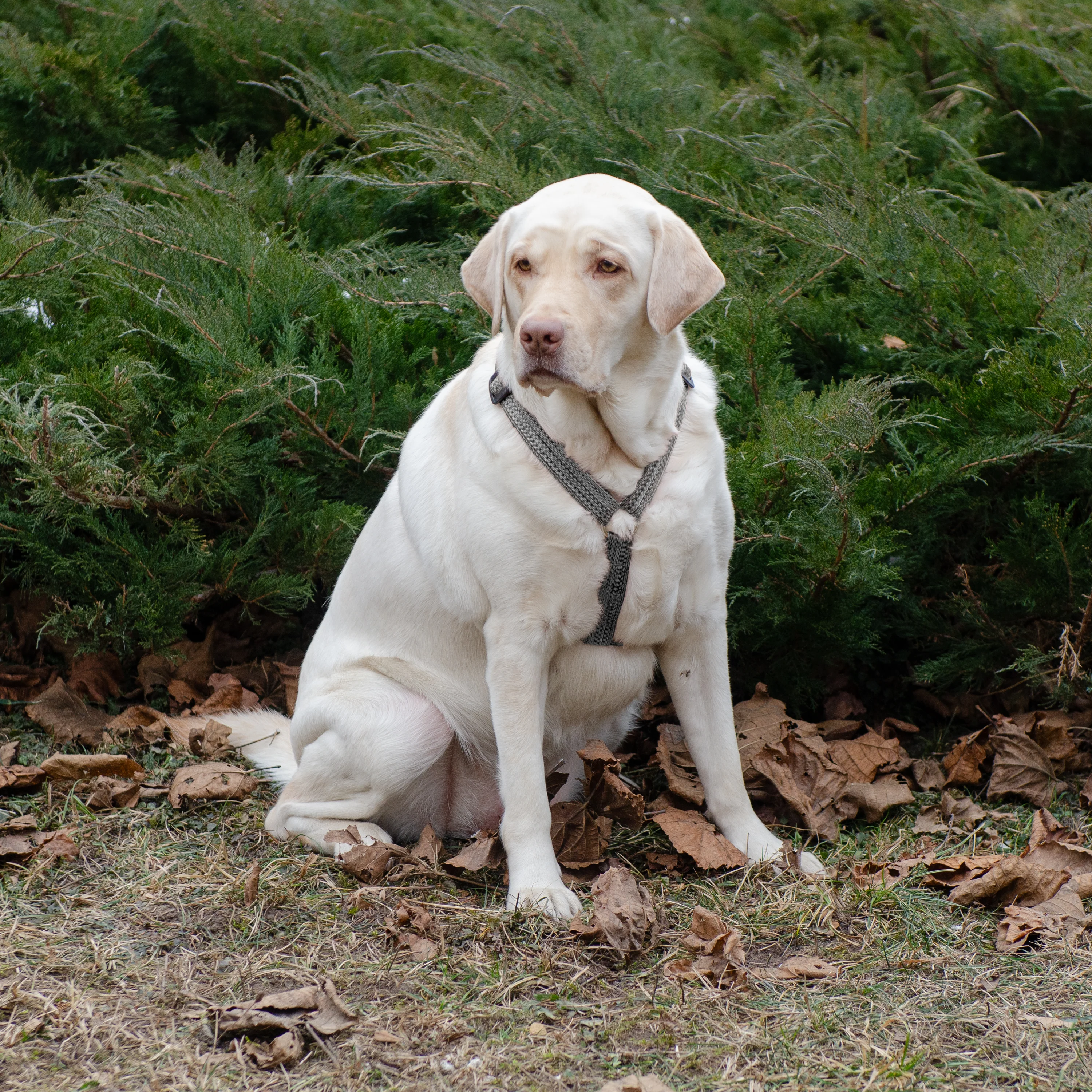 GREENER P - Image 34