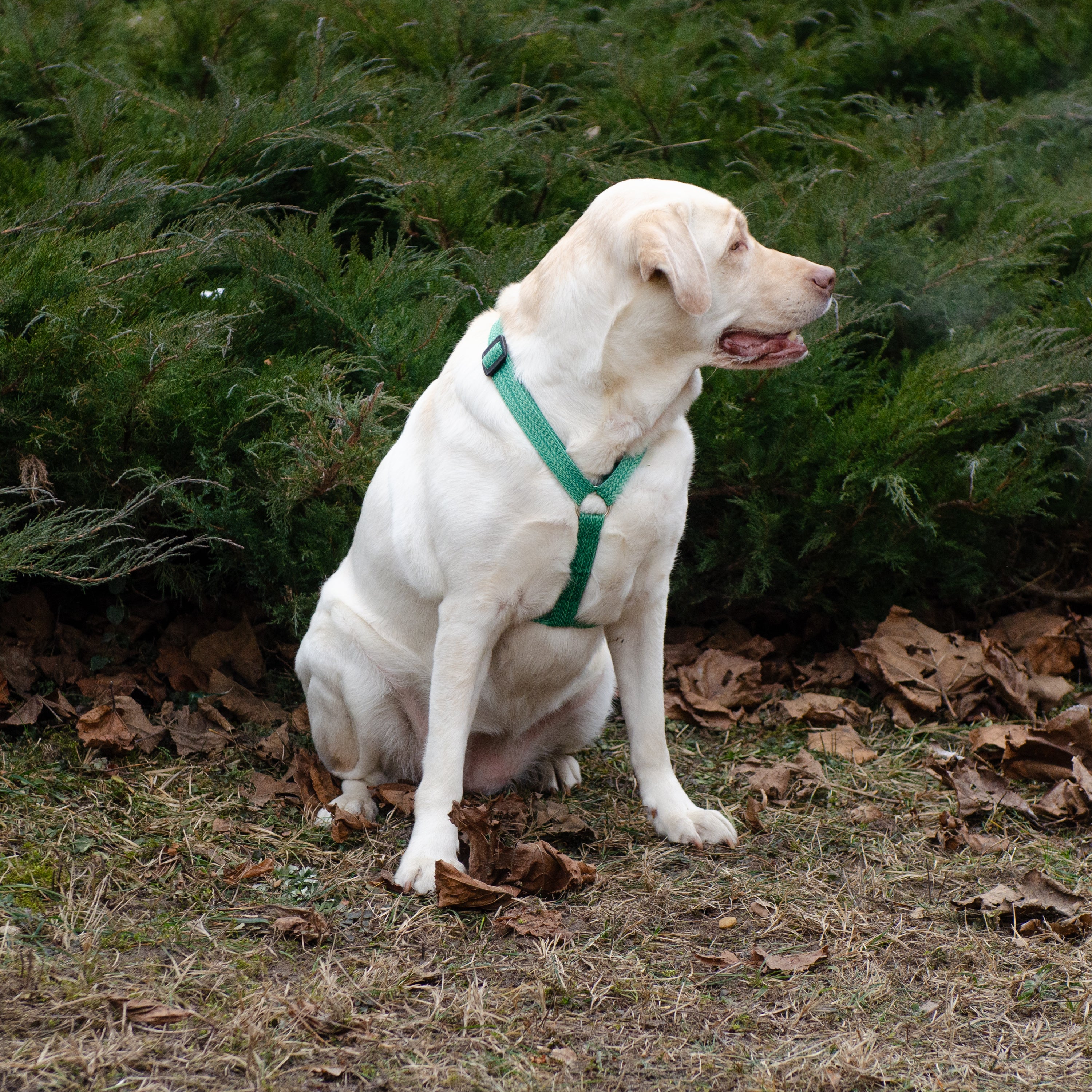 GREENER P - Image 35