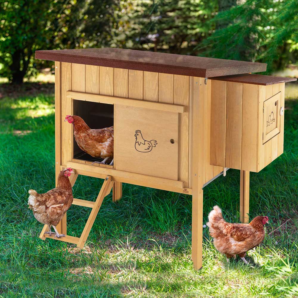 HEN HOUSE 10 - Image 4