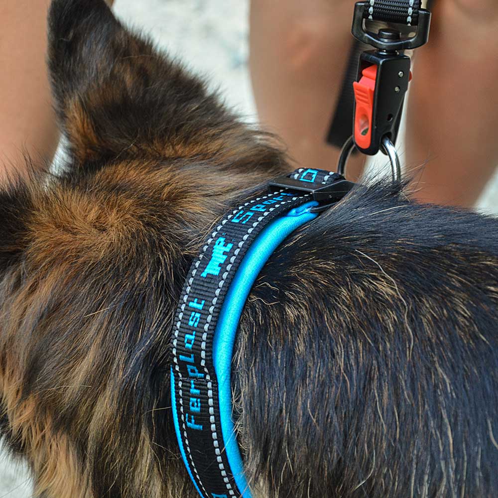 SPORT DOG C - Image 31