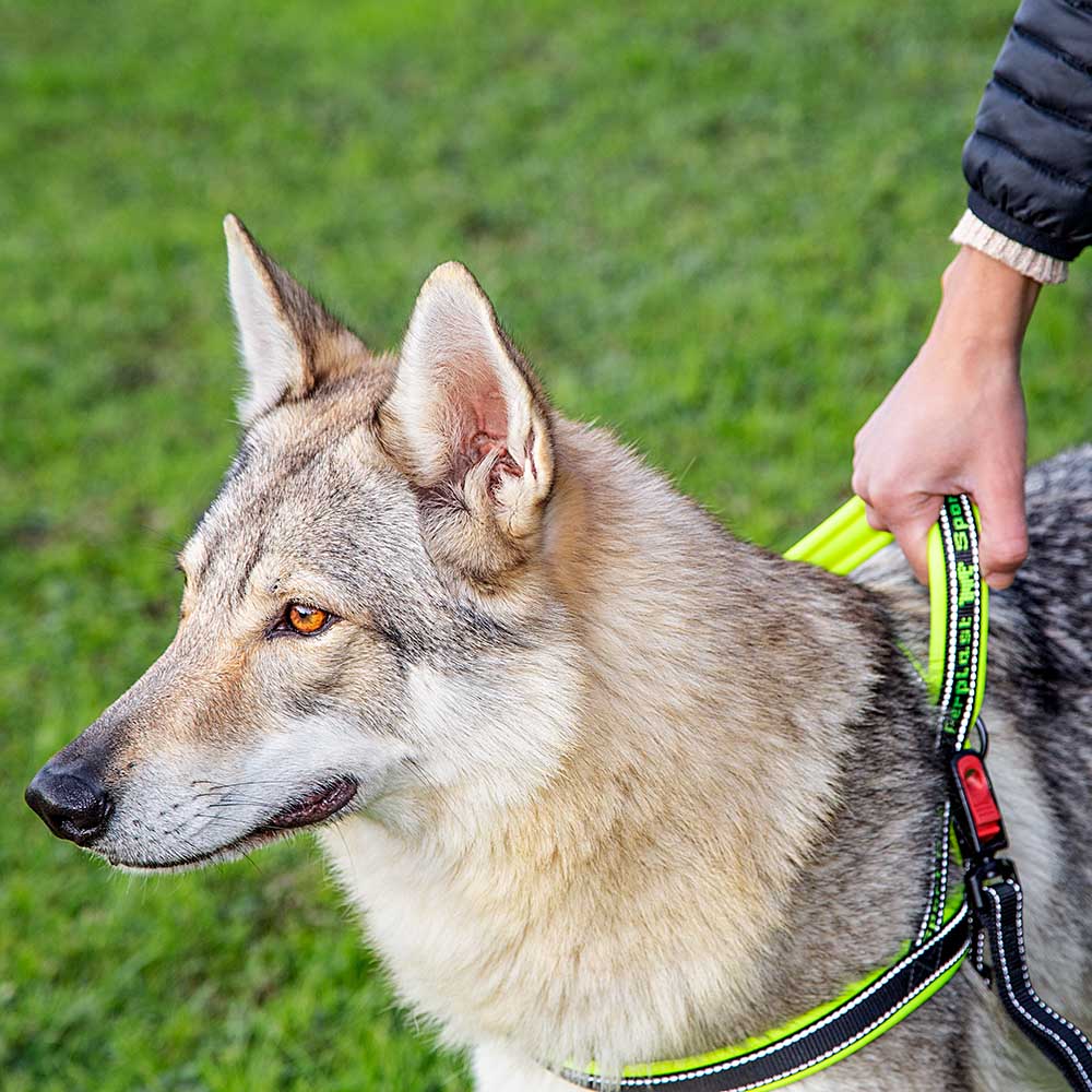 SPORT DOG P - Image 15