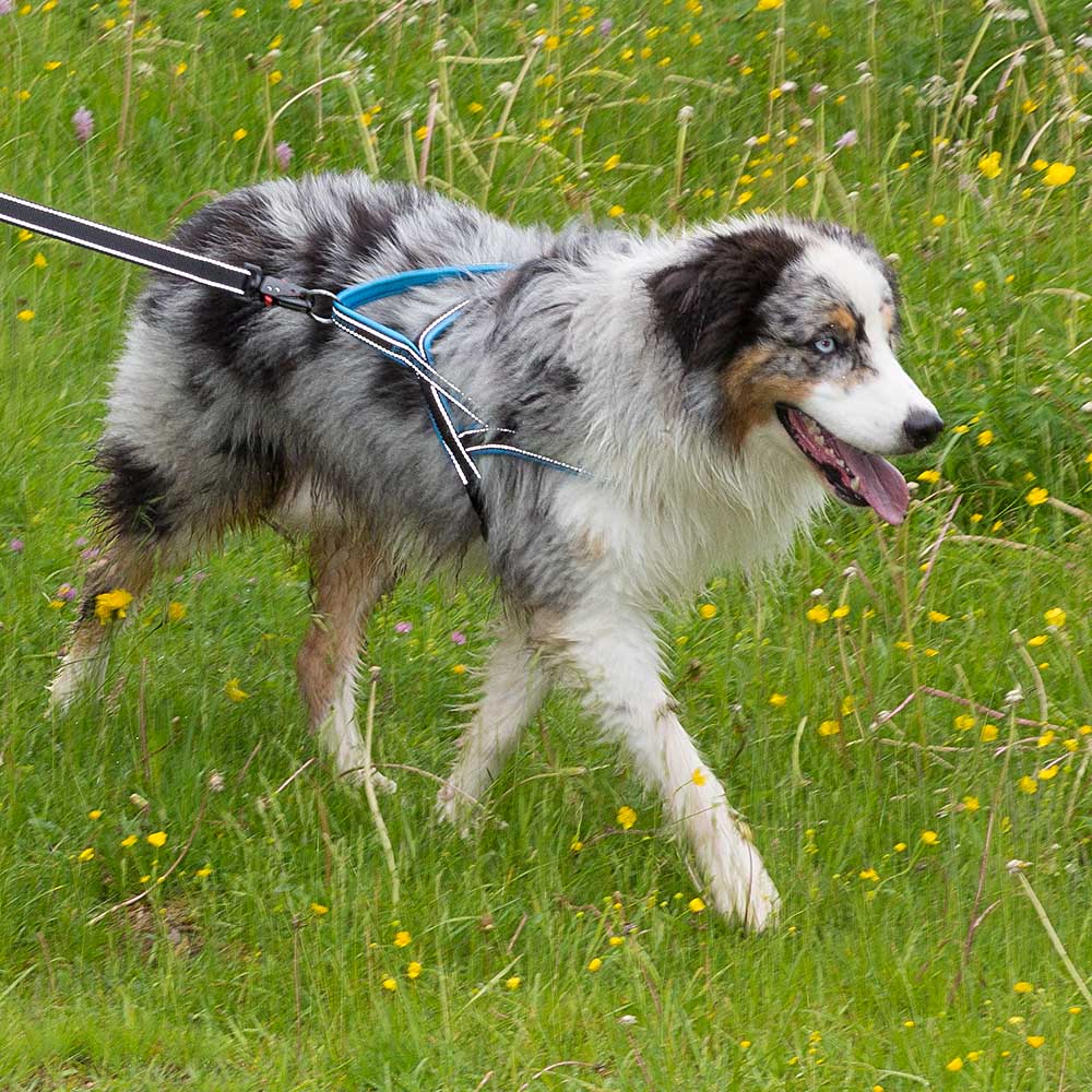 SPORT DOG P - Image 24